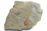 Orange Trinucleid Trilobite (Declivolithus) - Mecissi, Morocco #372371-1